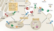 FDA專家組推薦安進(jìn)Repatha上市，PCSK9抑制劑商業(yè)前景比較樂觀