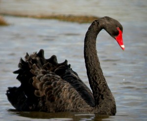 blackswans