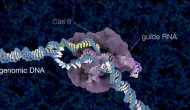 “魔法剪刀”CRISPR-Cas9搭車“DNA納米紗團”進入細胞核?! “魔法剪刀”CRISPR-Cas9搭車“DNA納米紗團”進入細胞核?!