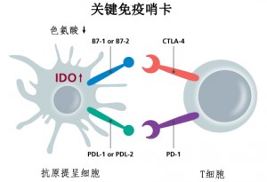 IDO-PD-1
