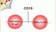 西雅圖遺傳靶向CD19的ADC藥物SGN-CD19A開始一期臨床實(shí)驗(yàn)