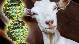 goat_Drug