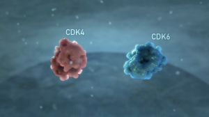 CDK4-6