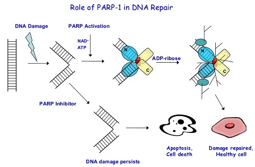parp1-inhibitors