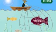 以小博大：RaNA Therapeutics收購夏爾mRNA藥物研發(fā)平臺