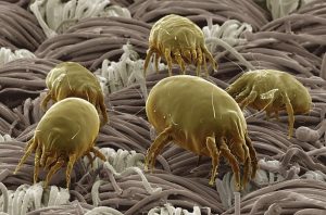 dust-mite