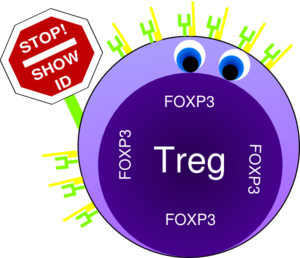 treg