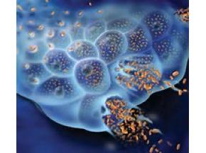 Oncolytic-Virus-Therapy