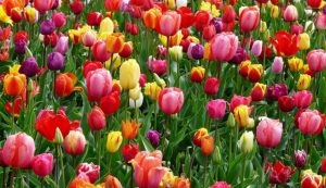 tulips-bed-colorful-color-69776-e1519636582671-910x524