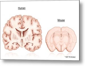 human-and-mouse-brain-comparison-evan-oto