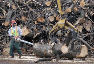 FILE - In this Jan. 5, 2009 file photo, a tree removal worker with a chainsaw watches as a log is removed by an oversized claw in Worcester, Mass., after an 2008 infestation of the Asian longhorned beetle in the city resulted in the removal of tens of thousands of trees. Damaging insects can survive in fallen trees and logs for several years after a major storm, according to a U.S. Forest Service study that reinforces longstanding warnings against moving firewood from place to place. (AP Photo/Steven Senne, File) ORG XMIT: BX801