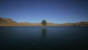 a-palm-tree-grows-in-the-errachidia-reservoir-near-the-ziz-oasis