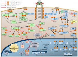 cancers-09-00052-g001-550