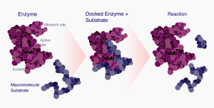 our-science-exosite-enzymes-are-proteins-v2_web-e1628735809864-2048x1039
